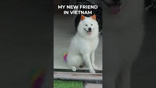 MY FRIEND IN VIETNAM