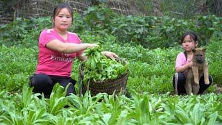 Growing vegetables in the garden Harvesting banana bunches