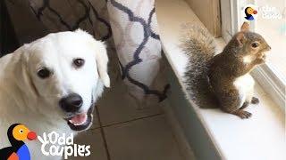 Dogs Love Playing with Squirrel Sibling Rescued From Hurricane  The Dodo Odd Couples