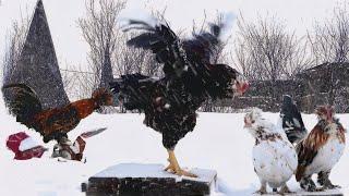 Самолет самолет ты возьми меня в полет Декоративные куры Altai #bantam #pavlovskie_chickens #Orloff