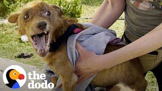 Rescued Three-legged Dog Completely Changes Colors Once He Feels Safe  The Dodo