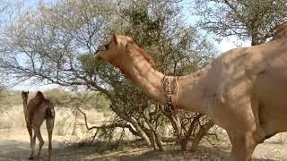Camel  raining desert animals Camel
