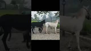 HORSE AND DONKEY MATING