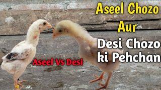 Aseel aur desi chicks ki pahchan  desi aur aseel chicks Mein antar  aseel chicks ki pahchan.