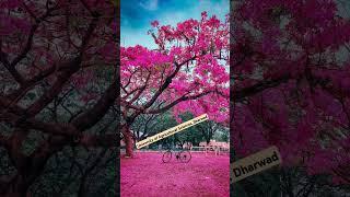 Paint town pink  University of Agricultural Sciences Dharwad