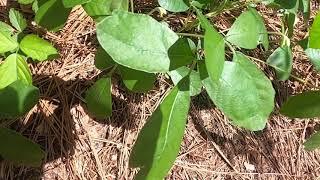 Toxicodendron radicans vs  Toxicodendron pubescens