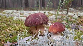  CRAZY MUSHROOM PICKERS For Mushrooms in a DOWNPOUR July mushroom harvest 2022