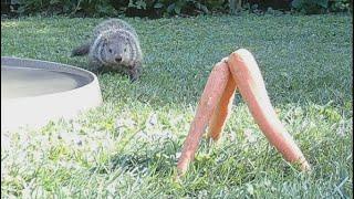 Baby groundhog discovers a carrot pyramid