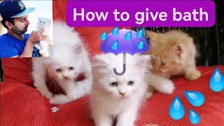 How to give bath to persian kittens in tub  Easy way to give bath Urdu Hindi