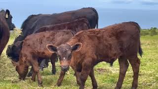 Revered Angus Cows • Pasture Raised Cows •  Cow Video