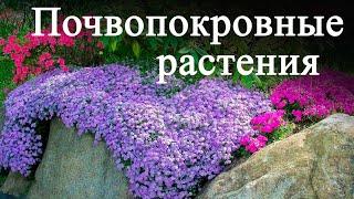 Самые неприхотливые почвопокровные растения