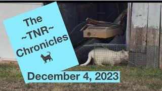 Trapping feral cats for TNR Dec. 4 2023