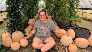 Pumpkin Harvest 2024 & LOTS To Do Before RAIN  Farm Life VLOG