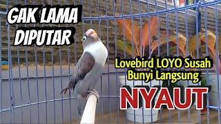 Suara Lovebird Ngekek Panjang GAK LAMA DIPUTAR Lovebird LOYO Susah BUNYI Seketika Ikut NGEKEK