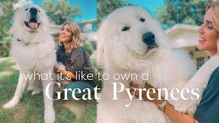 What its REALLY like to own a Great Pyrenees