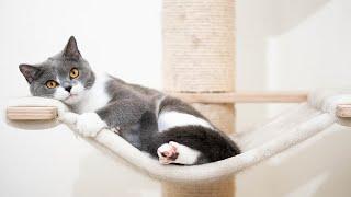 EXTREMELY Soothing Cat Therapy Music - Relax Your Cat Cat Music  Sleepy Cats