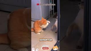 si oyen belajar tinju 