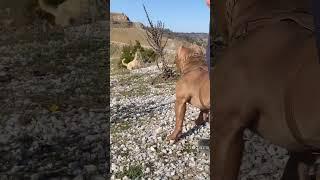Aggressive Kangal vs pitbull dog  Pitbull Bark on Kangal  #shorts