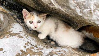 Try To Rescue Kittens On Rocks - Make Super Beautiful Cardboard Houses For Kittens