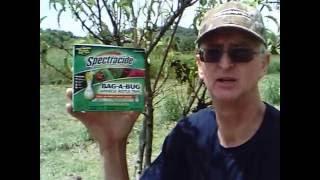 Easy Trick To Eliminate JAPANESE BEETLES