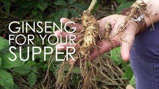 Ginseng For Your Supper  Hsus Ginseng  Wisconsin Foodie