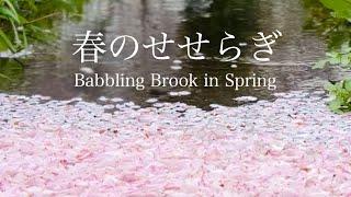 【自然環境音】軽やかなせせらぎの音・桜色に染まる春の小川・花筏  優しい水の音  睡眠 瞑想 勉強 作業用 BGM  リラックス・癒し  自然音 Nature Sounds  ASMR