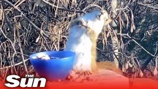 Squirrel gets DRUNK eating fermented pears