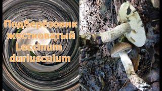 Подберёзовик жестковатый Leccinum duriusculum Описание Съедобность Видео определитель