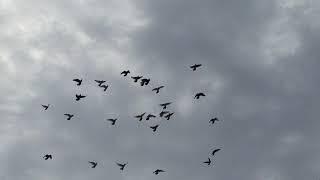 #Pigeon.Какой хищник ловить голубей в голубятни.