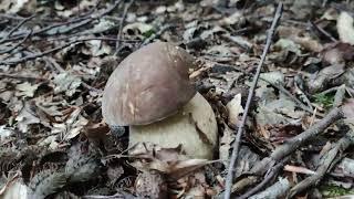 FUNGHI PORCINI - LA PRIMA RACCOLTA DI LUGLIO 2024