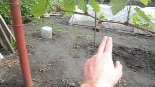 Виноград. Зеленые операции в апреле. Grapes . Green operation in April. Forming bush .