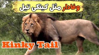 داستان زندگی شیر افسانه ای کینکی تیل  Kinky Tail