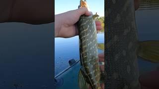 ️ Впіймав Малечу - Відпустив Повне Відео на Каналі #shorts #fishing #рибалка #щука #pike