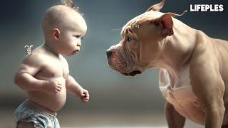 TODDLERS VS PITBULLS *Meme Compilation*