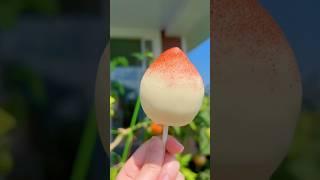 Make the Viral Japanese Peach Ice Cream at home 