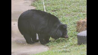 Rescued Bear Steps Outside For First Time In Her Life 