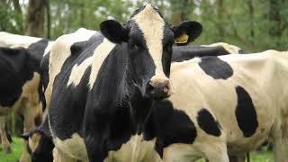 Happy Cows out in the Farm field  Happy Farming Cow Grazing • Cow Video