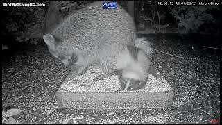 How Do You Stop a Skunk from Spraying? ...Sit on it at BWHQ Ohio - 7.26.21