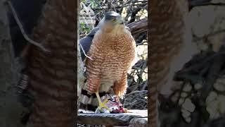 Hawk gets mugged    Texas Backyard Wildlife