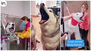 Why Are Huskies So Dramatic   TikTok