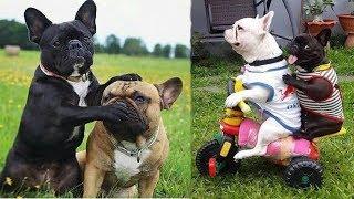 Funny and Cute French Bulldog Puppies Compilation #4 - Cutest French Bulldog