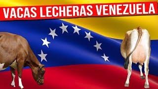  VACAS LECHERAS En Venezuela Un Recorrido por la Producción Lechera  Gado Leitero