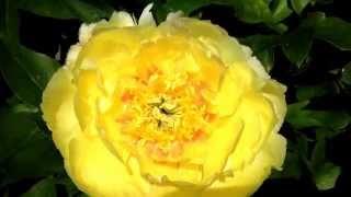 Itoh Hybrid Peony - yellow Itoh Peonies - Peony Nursery Peonyshop.com