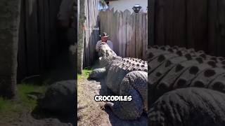 The Most Dangerous Job Feeding Crocodiles Up Close #shorts #facts #crocodile