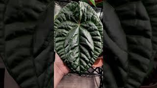 Super Dark Anthurium Luxurians x Crystallinum hybrid