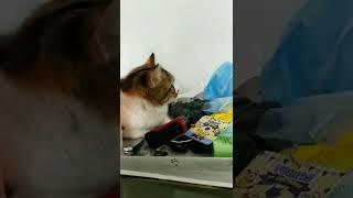 Kucing pintar Hujan terus mending tidur #shorts #duniakucing