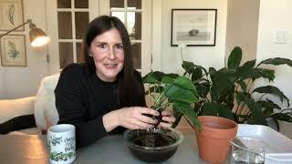 Repotting a pothos plant