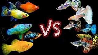 Two Great Community Fish But Which One is BETTER? Guppy vs Platy Showdown