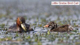 Little Grebe Bird Call  little grebe sound  Little Grebe  little grebe chick