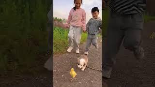 Easy Happiness Cute Pets Dogs  Content by Golden Sun